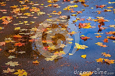 Colored leaves on wet pavement Stock Photo