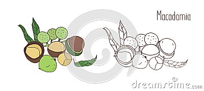 Colored and monochrome drawings of macadamia in shell and shelled with leaves. Delicious edible drupe or nut hand drawn Vector Illustration