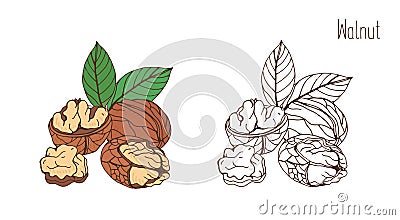 Colored and monochrome drawings of walnut in shell and shelled with pair of leaves. Delicious edible drupe or nut hand Vector Illustration