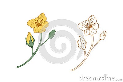 Colored and outlined branches of yellow rapeseed plant. Rape canola flower buds. Botanical elements in retro style Vector Illustration