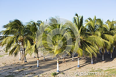 Colored palm trees and beach in Colombia Stock Photo