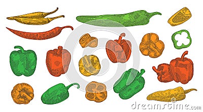 Colored pepper hand drawn sketch set. Different peppers sketch illustration. Colorful pepper illustration in engraved Cartoon Illustration