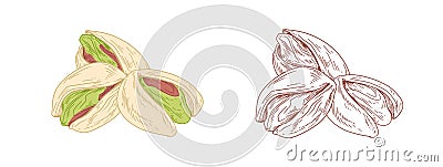 Colored pistachio nuts and unpainted outlined sketch of pistaches fruits. Green kernels in nutshells. Hand-drawn vector Vector Illustration