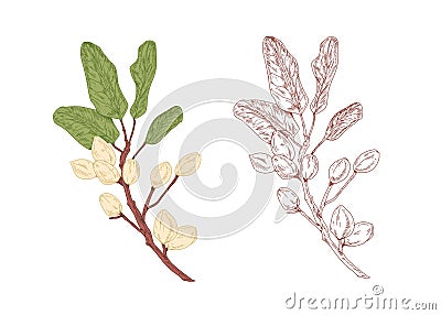 Colored pistachio tree branch and unpainted outlined sketch of pistache plant with leaves. Contoured botanical elements Vector Illustration