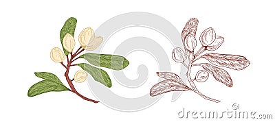 Colored pistachio tree branch and unpainted outlined sketch of pistache plant with ripe nuts in shells and leaves Vector Illustration
