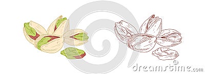 Colored pistachio and unpainted outlined sketch of pistaches. Peeled and unopened nut fruits. Hand-drawn vector Vector Illustration