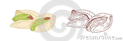 Colored pistachio and unpainted outlined sketch of pistaches. Whole nut fruits in nutshells. Hand-drawn vector Vector Illustration