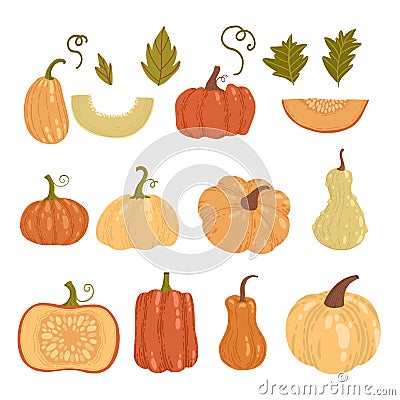 Colored pumpkin hand drawn set vector graphic illustration. Collection of colorful drawing autumn vegetable whole, slice Vector Illustration