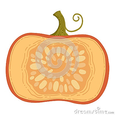 Colored pumpkin hand drawn vector graphic illustration. Colorful drawing autumn vegetable whole, slice and halves Vector Illustration