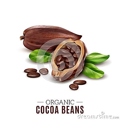 Realistic Cocoa Composition Vector Illustration