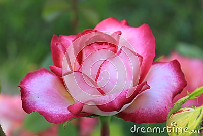 A colored rose shimmering in several colors Stock Photo