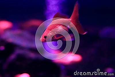 Colored saltfish in an illuminated aquarium Stock Photo