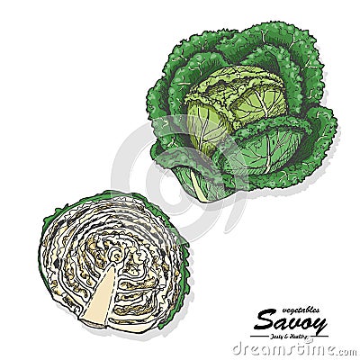 Colored savoy in sketch style Vector Illustration