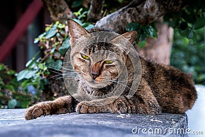 Colored street cat resting in floor table in garden park close up Stock Photo