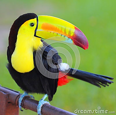 Colored Toucan. Keel Billed Toucan Stock Photo