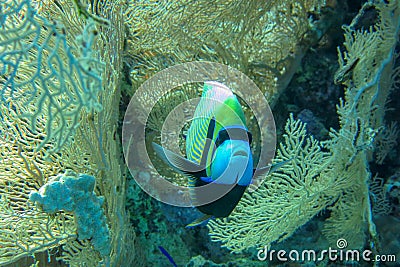 Colored tropical fish Emperor Angelfish among huge soft corals Alcyonacea Gorgonia Gorgonacea. Pomacanthus imperator in Red Sea. Stock Photo
