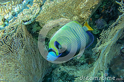 Colored tropical fish Emperor Angelfish among huge soft corals Alcyonacea Gorgonia Gorgonacea. Pomacanthus imperator in Red Sea. Stock Photo