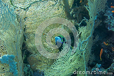 Colored tropical fish Emperor Angelfish among huge soft corals Alcyonacea Gorgonia Gorgonacea. Pomacanthus imperator in Red Sea. Stock Photo