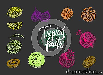 Colored Tropical Fruits Collection Vector Illustration