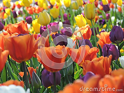 Colored tulips blooming in spring in a german city park. Stock Photo