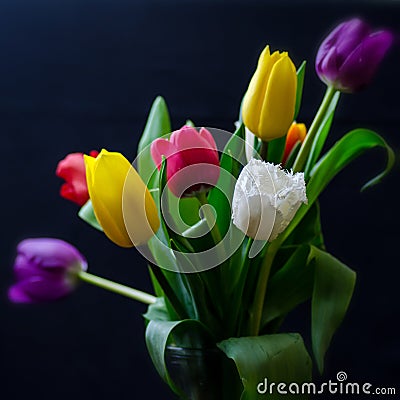 Colored tulips Stock Photo