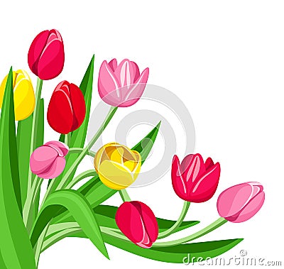 vector colored tulips. Vector Illustration