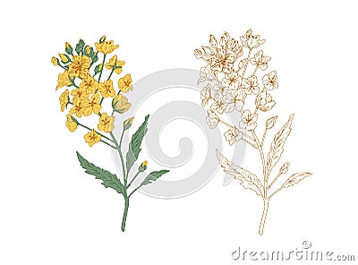 Colored yellow canola flower and unpainted outlined sketch of rapeseed plant. Rape branches. Contoured botanical Vector Illustration