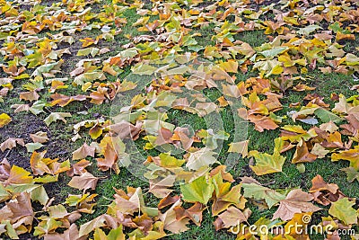 Colored yellow and orange autumn maple leaves on grass Stock Photo