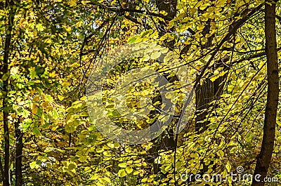 Colored yellow orange trees in autumn time, leaves, blue sky Stock Photo