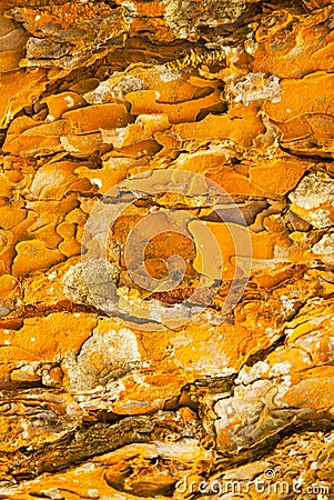 Colorful abstract pattern of ancient eucalyptus tree bark in natural, fantastic of moss and lichen multicolor textured, orange, Stock Photo