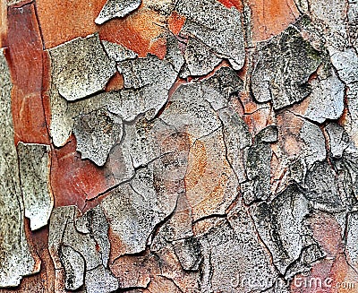 Texture of platanus tree bark Stock Photo