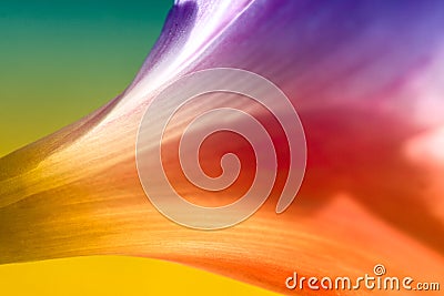 Colorful Abstract Rain Lily Stock Photo