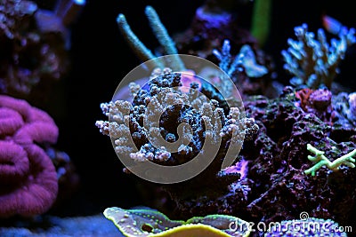 Colorful Acropora SPS coral in reef aquarium tank Stock Photo