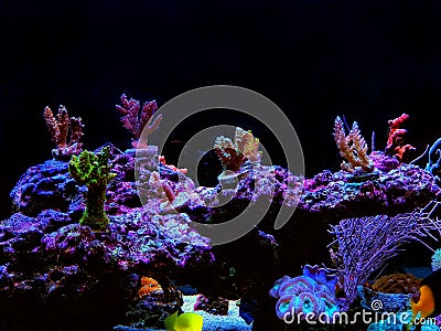 Colorful acropora SPS coral in reef aquarium tank Stock Photo