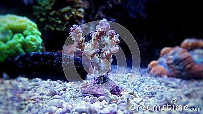 Colorful Acropora SPS coral in reef aquarium tank Stock Photo