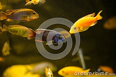 Colorful african chiclids Stock Photo