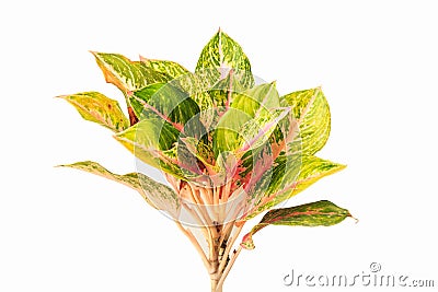 Colorful Aglaonema or Chinese Evergreen isolated on white background Stock Photo