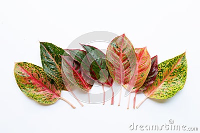 Colorful Aglaonema leaves Isolated on white Stock Photo