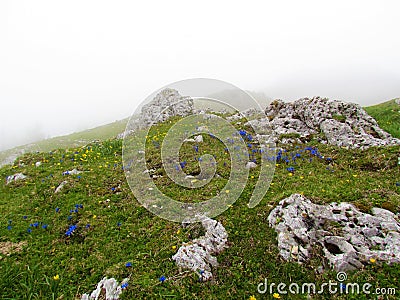 Colorful alpine meadow with yellow and blue flowers in Slovenia incl. spring gentian Stock Photo