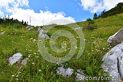 Colorful alpine meadow with yellow bristly hawkbit or rough hawkbit Stock Photo