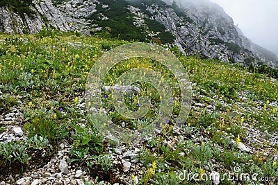 Colorful alpine rock garden under Crna Prst in Julian alps and Triglav national park Stock Photo