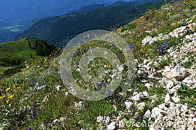 Colorful alpine rock garden with white and blue flowers in Julian alps Stock Photo