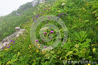 Colorful alpine wild garden under Crna Prst in Julian alps Stock Photo