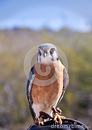 Colorful American Kestrel Sparrowhawk Stock Photo