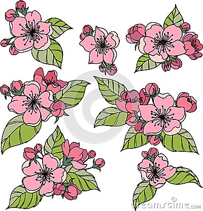 Colorful apple blossom with buds and leaves. Set of hand drawn colorful apple flowers. Vector Illustration