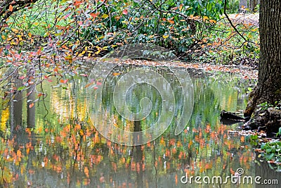 Colorful abstract water reflection of fall autumn leaves branches trees in still glassy pond surface Stock Photo