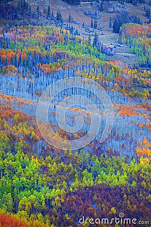 Colorful Aspen trees Stock Photo