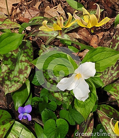 Colorful assortment of spring wildflowers including white trillium, blue violet and yellow trout lily Stock Photo