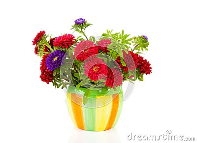 Colorful Asters flowers in pot Stock Photo