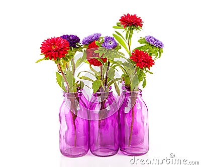 Colorful Asters flowers in vase Stock Photo